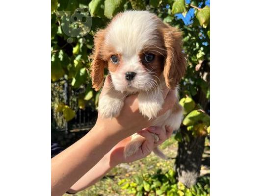 Cavalier King Charles Spaniel